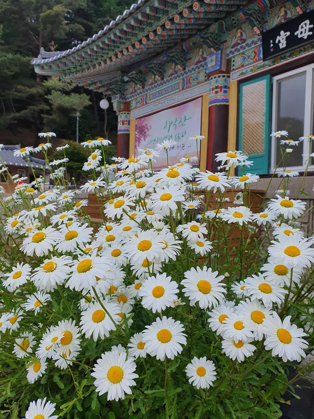 강원특별자치도 원주시 판부면 금대리 75 사진 2