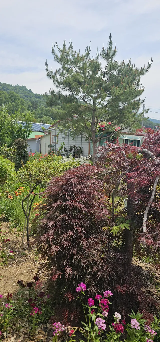 경북 성주군 월항면 용각리 129-1 사진 4
