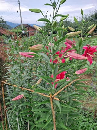 경북 칠곡군 왜관읍 왜관리 원룸 매물